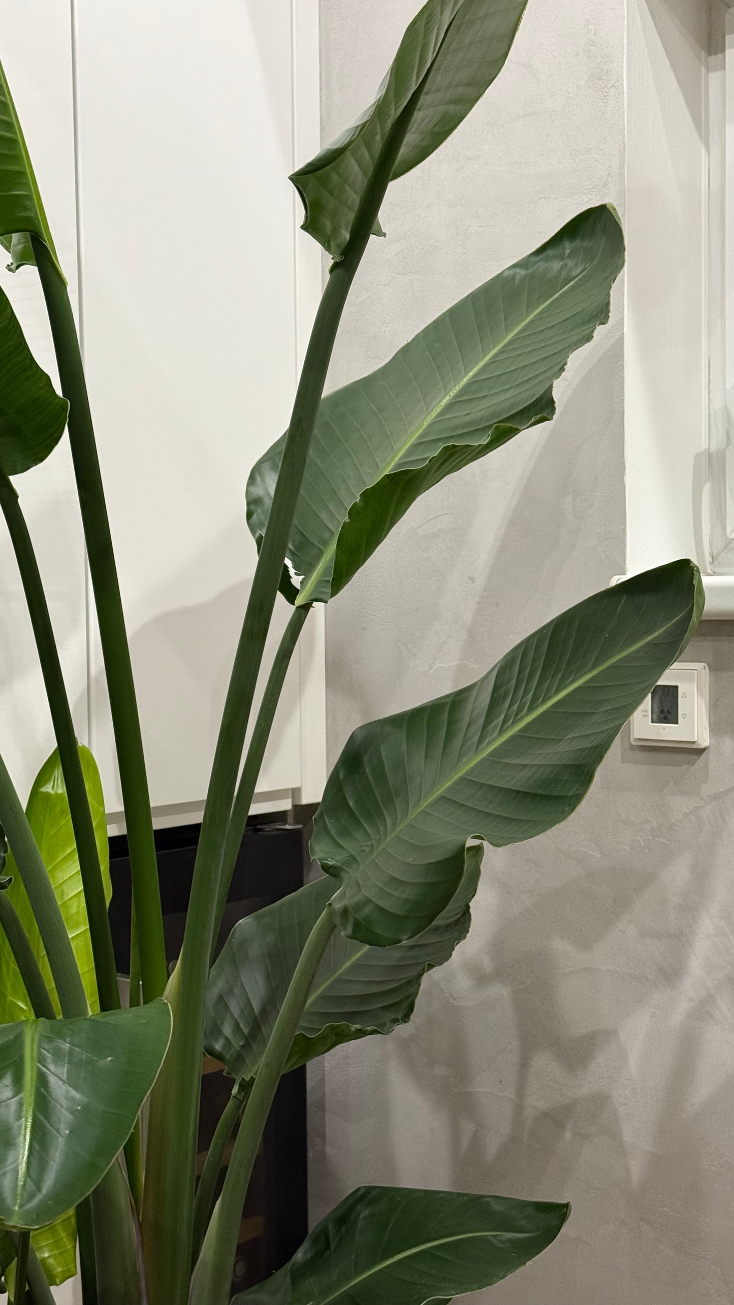 Strelitzia Nikolai (190-200cm) -na dotaz