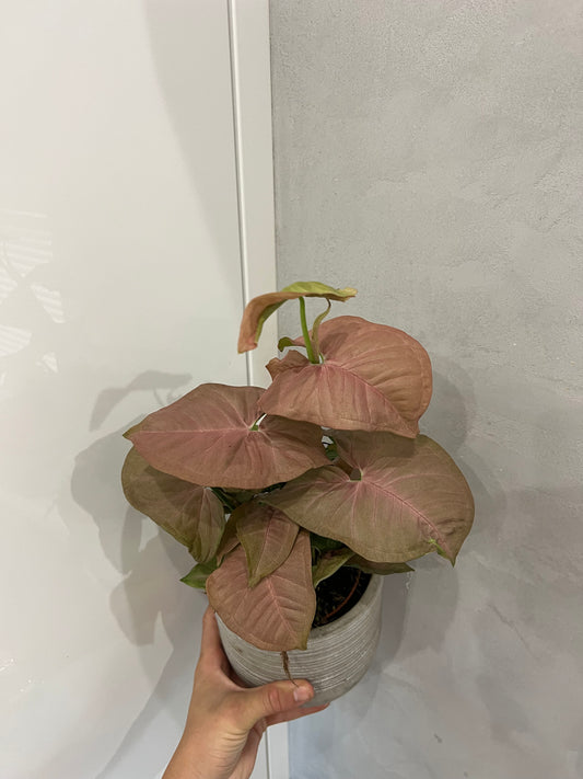 Syngonium robusta neon