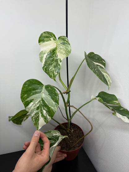 Monstera albo