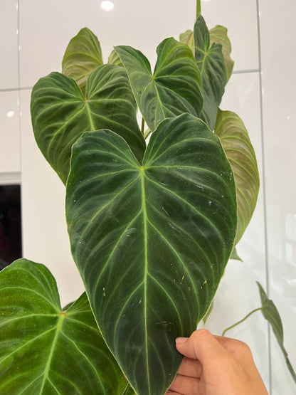 Philodendron splendid