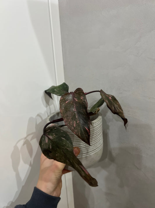 Philodendron pink princes