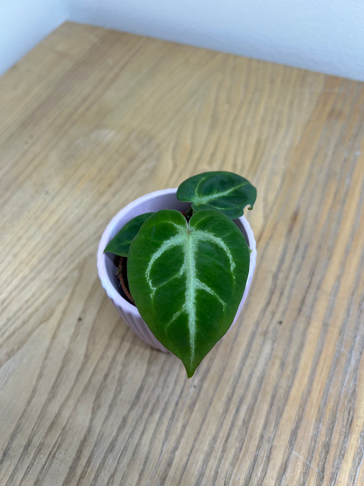 Anthurium silver blush
