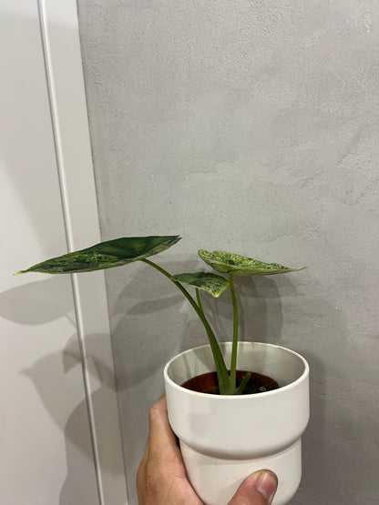 alocasia dragon scale mint