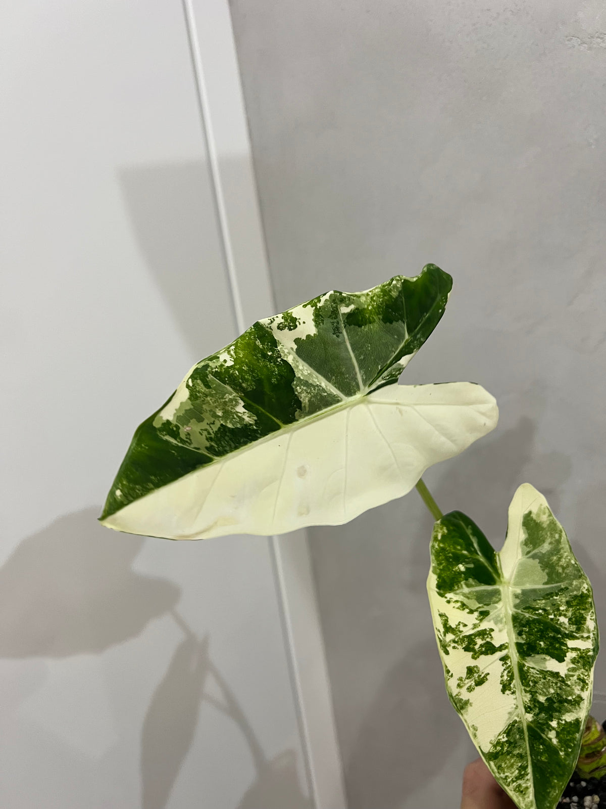 Alocasia frydek variegated