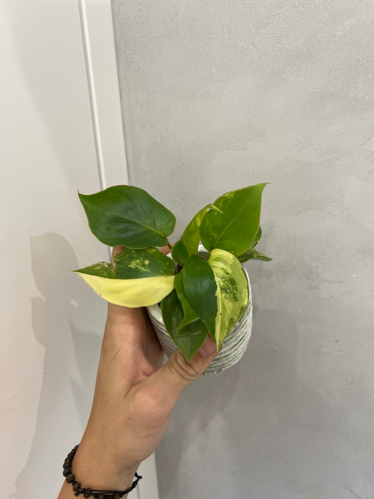 Philodendron burle marx variegated
