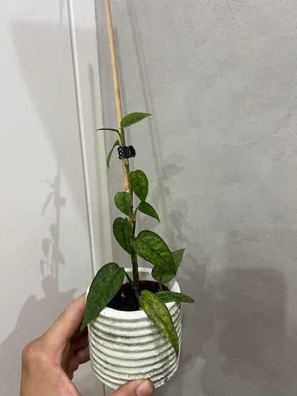 Epipremnum pinnatum yellow mint variegated