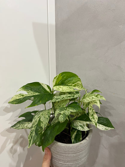 Epipremnum pinnatum marble var