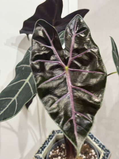 Alocasia purple vien