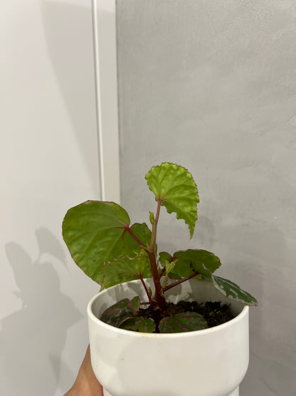 Begonia Temuyuk Silver