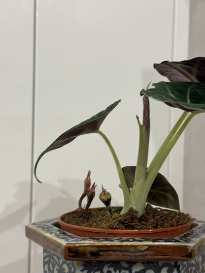Alocasia black velvet