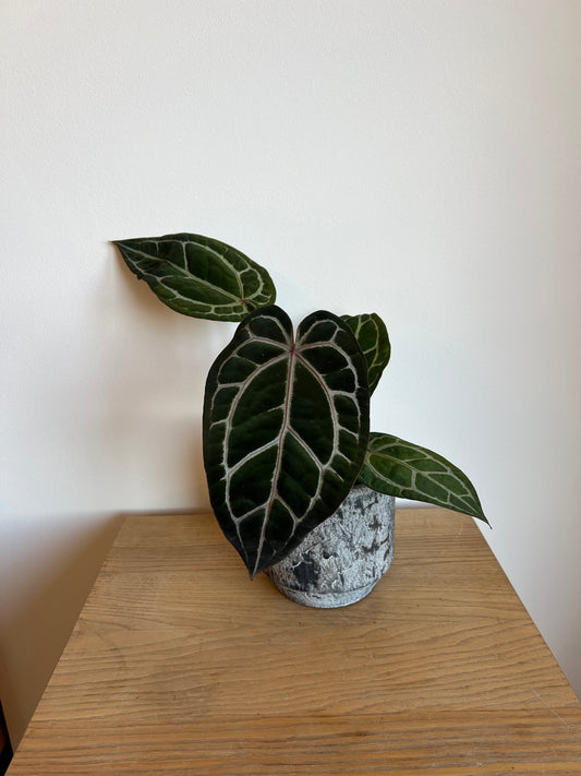 Anthurium michelle