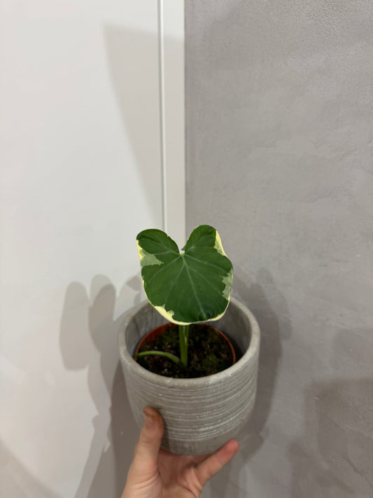 Alocasia mickey mouse