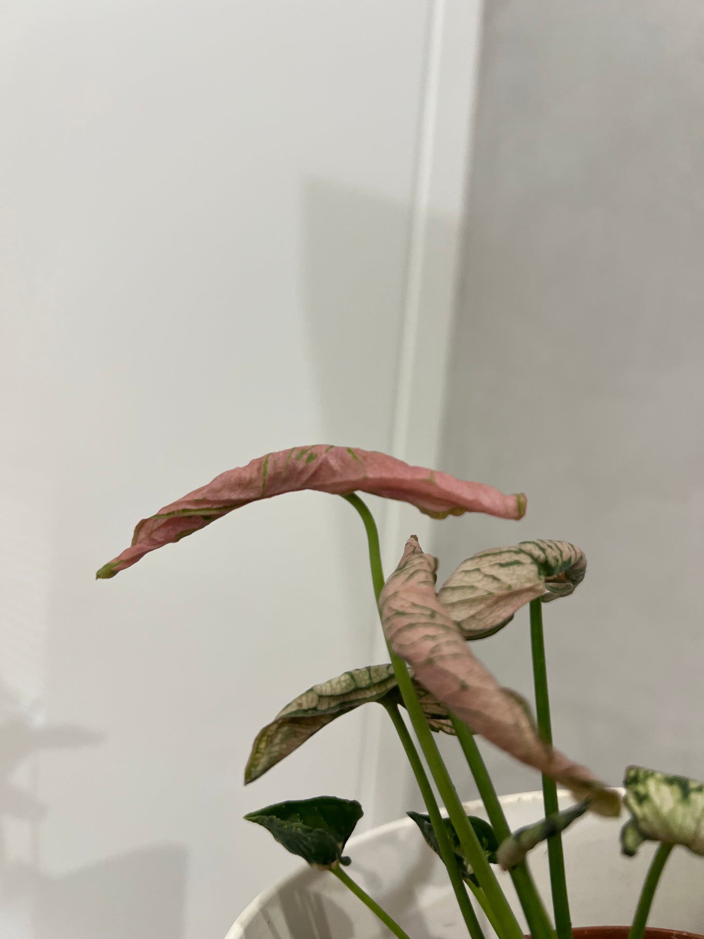 Syngonium pink rolli