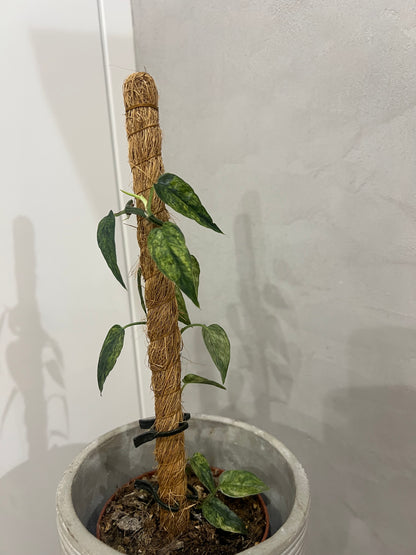 Epipremnum pinnatum yellow mint variegated