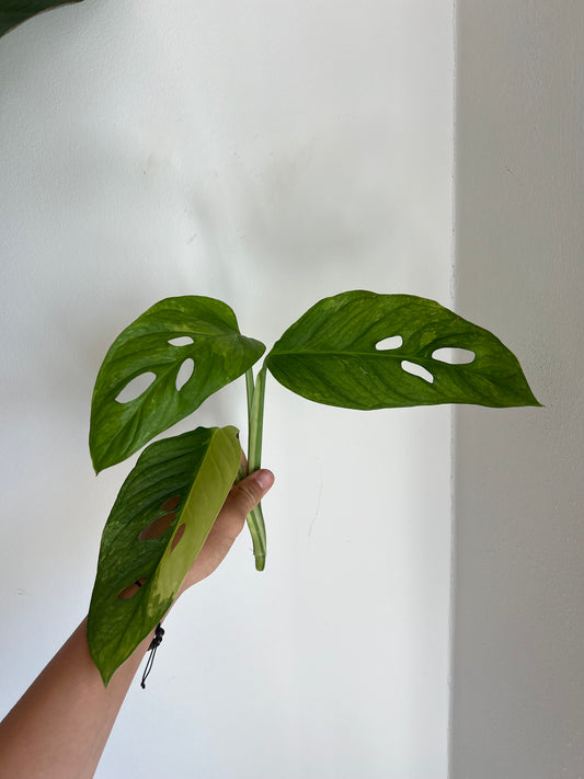 Monstera Obliqua ‘Mayuna’ Variegata
