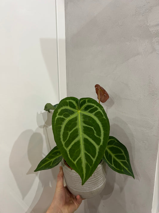 Anthurium magnificum