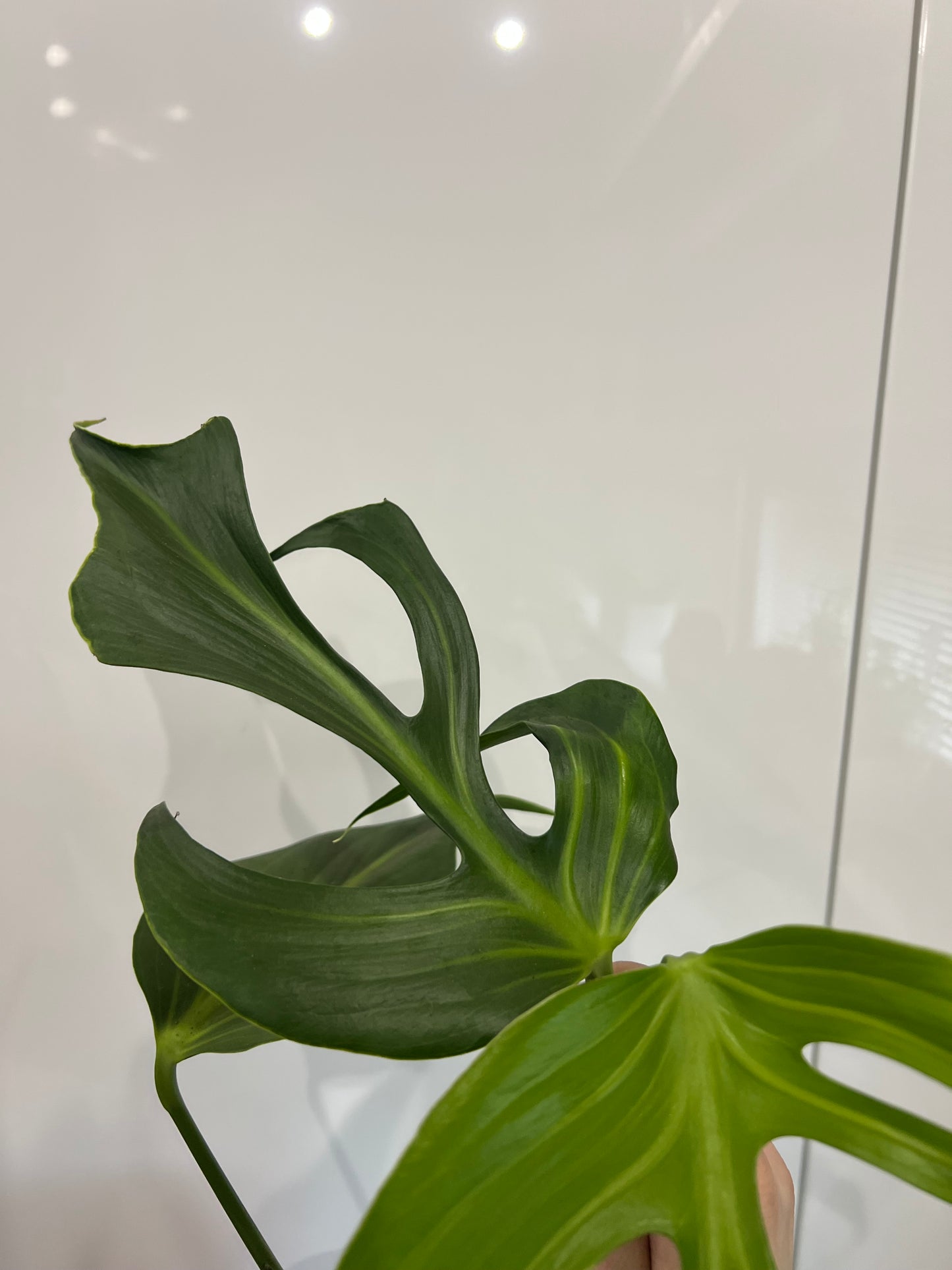 Monstera burle marx flame