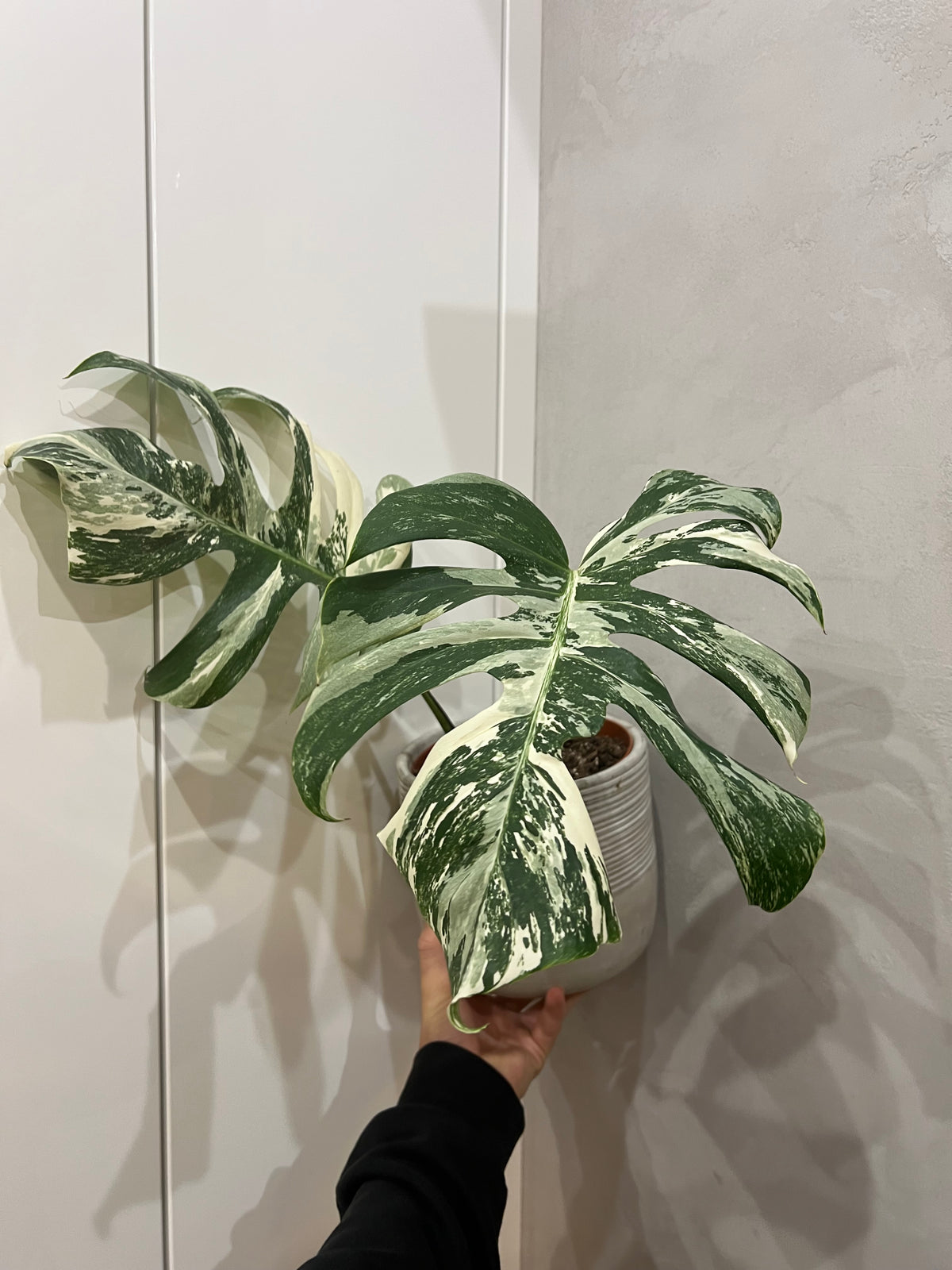 Monstera albo