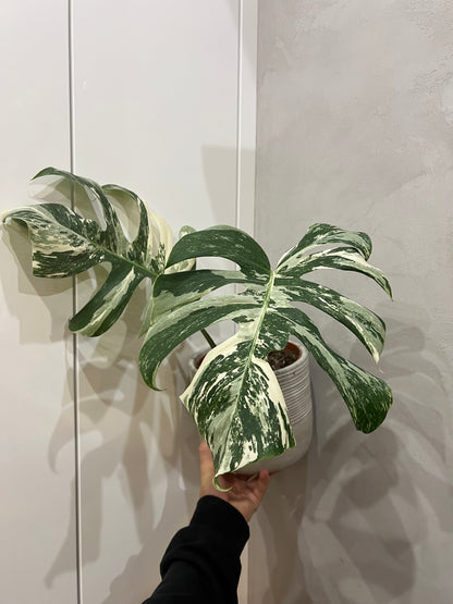Monstera albo