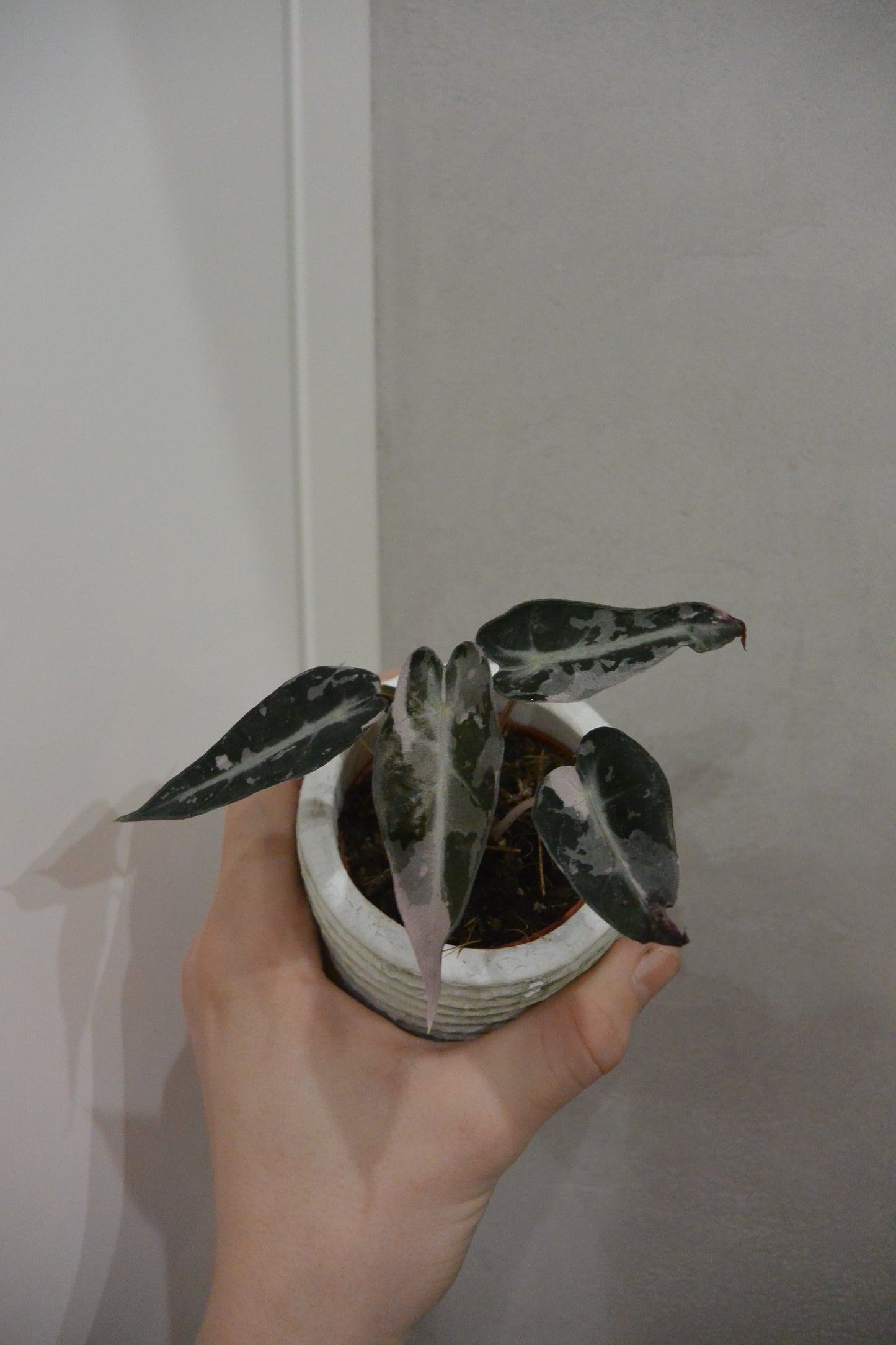 Alocasia 'Bambino Variegata'