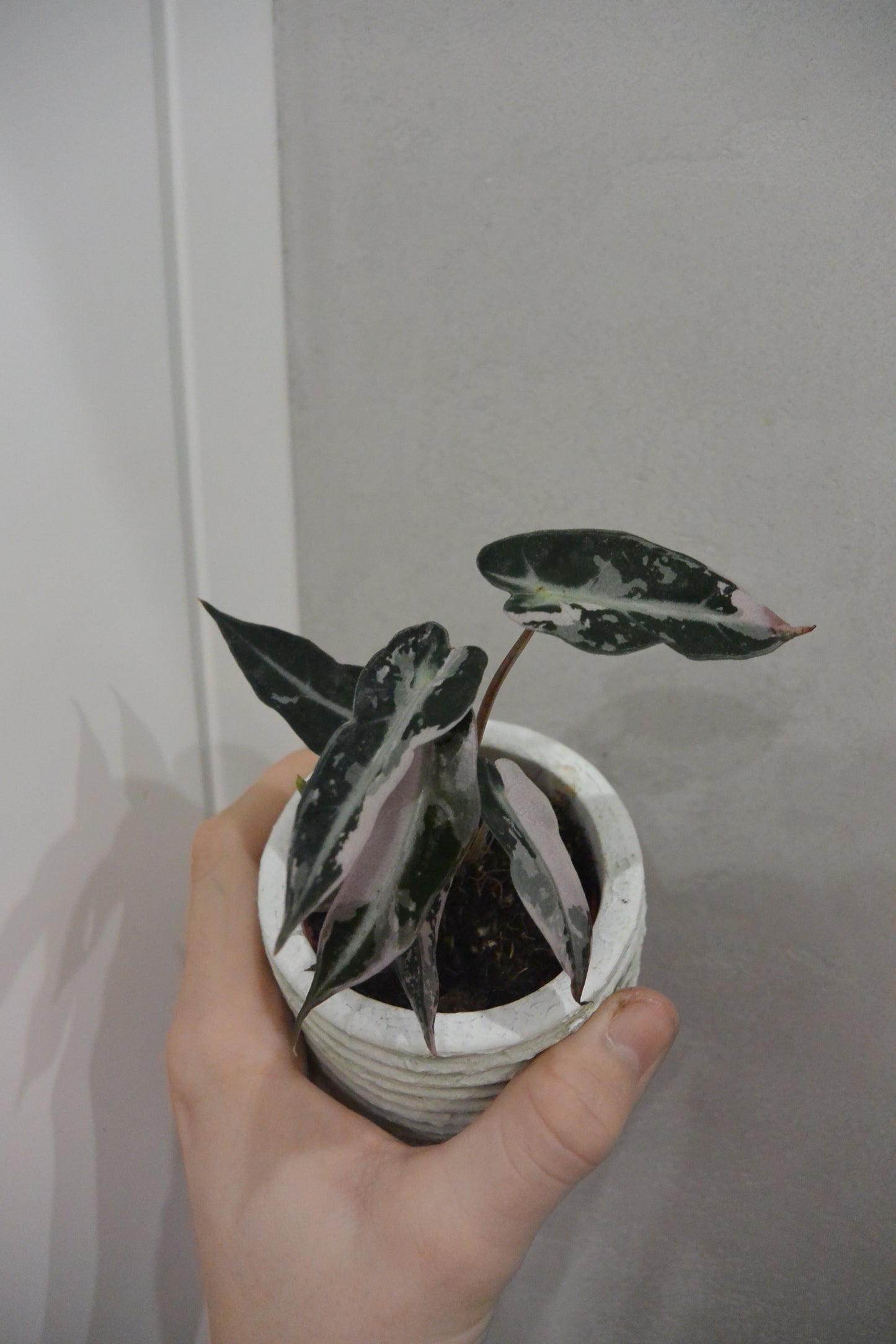 Alocasia 'Bambino Variegata'