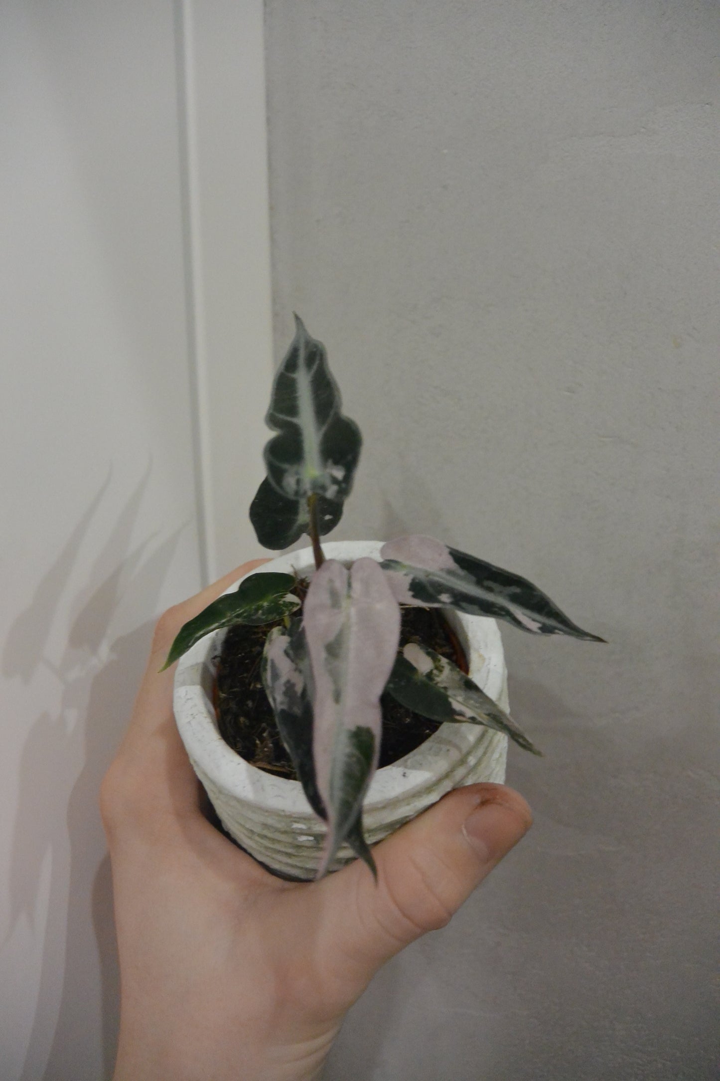 Alocasia 'Bambino Variegata'