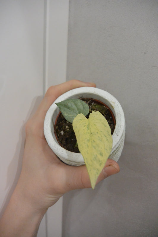 amydrium medium silver variegated