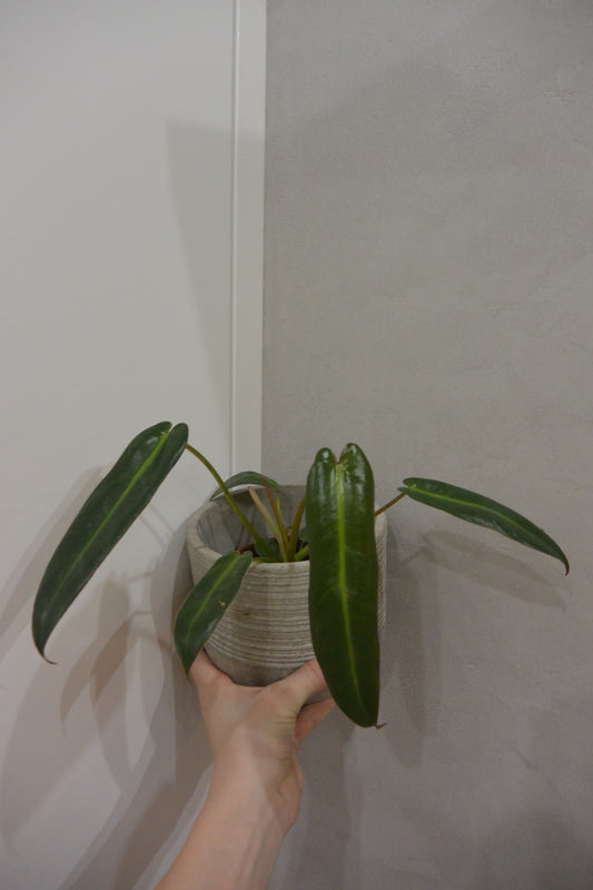 philodendron spiritus sancti