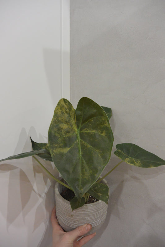 alocasia wentii aurea