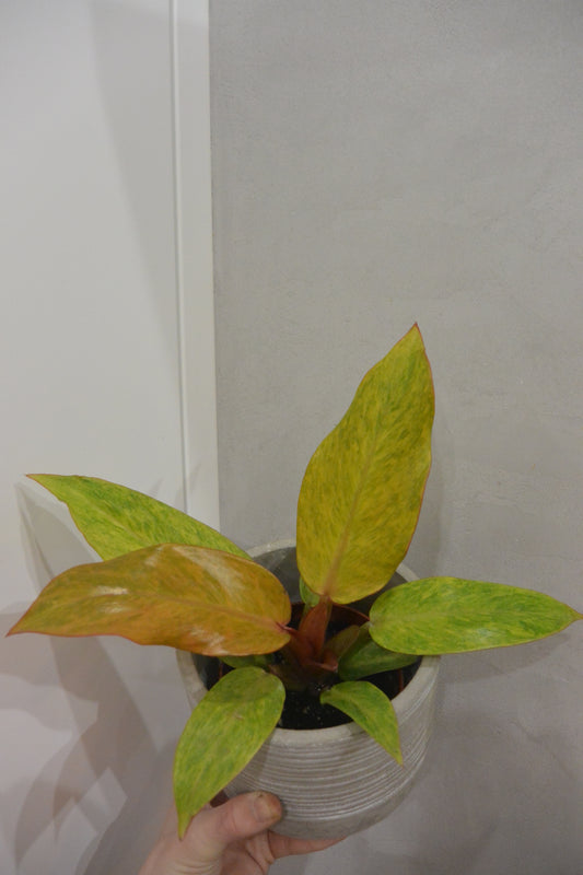 Philodendron orange marmelad
