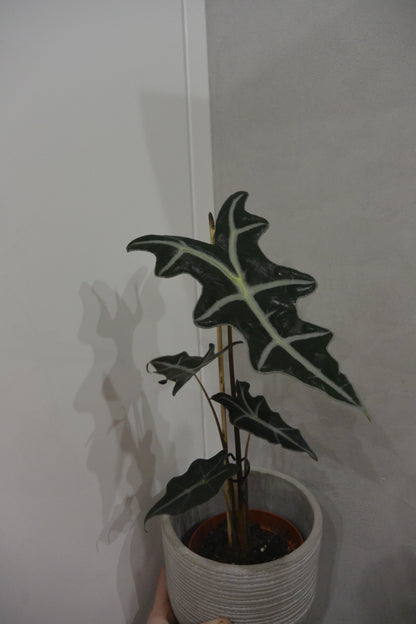 alocasia nobilis