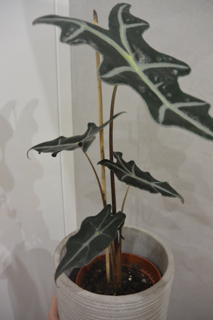 alocasia nobilis