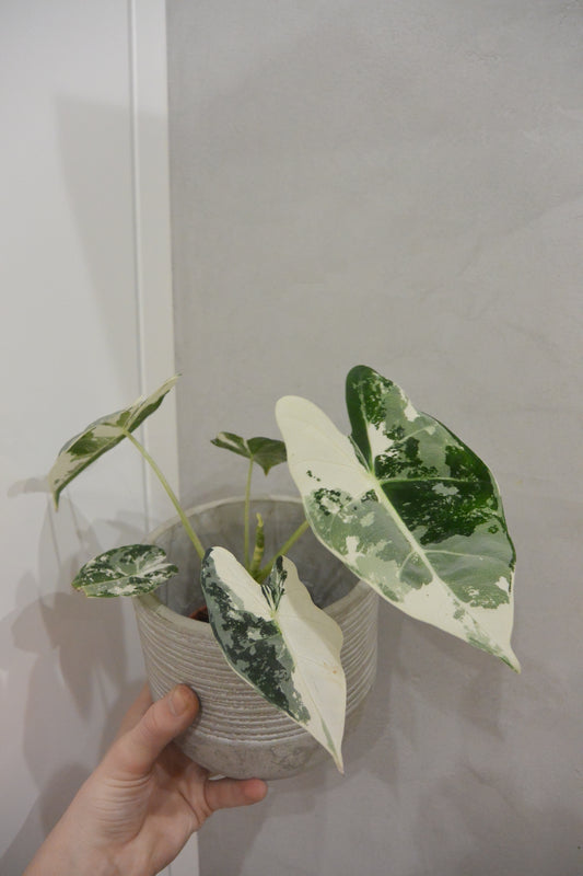 alocasia frydek variegata