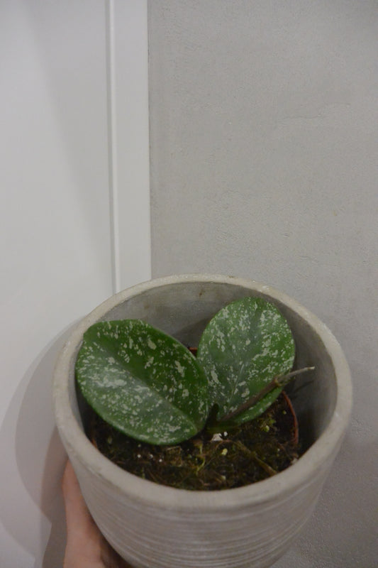 hoya parasitica splash