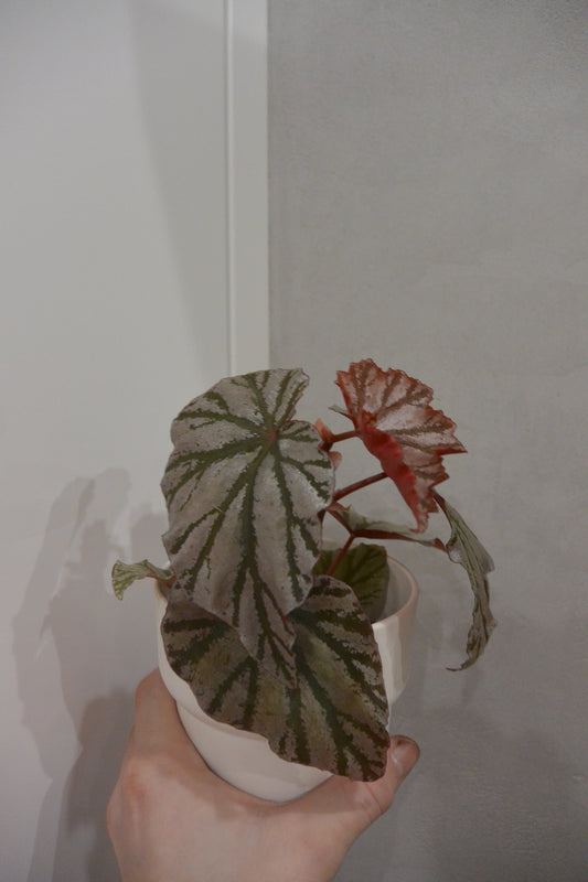 Begonia leaf Looking Glass