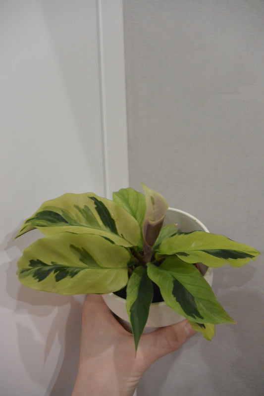 calathea yellow fusion