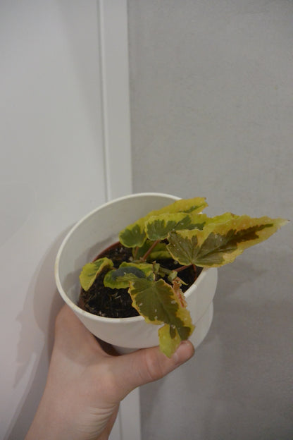 Begonia leaf Dainty Spray Sport variegated