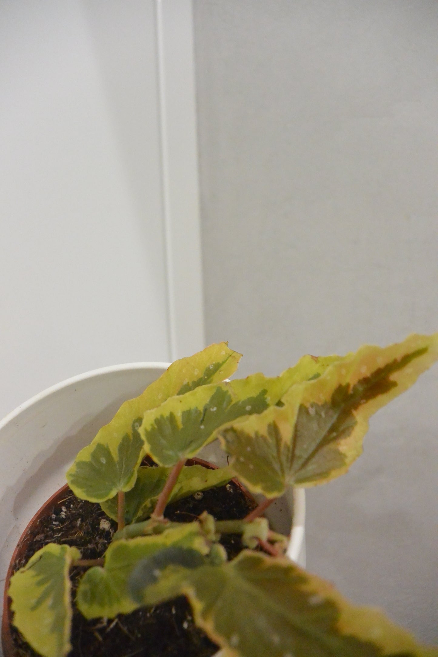 Begonia leaf Dainty Spray Sport variegated