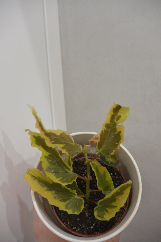 Begonia leaf Dainty Spray Sport variegated