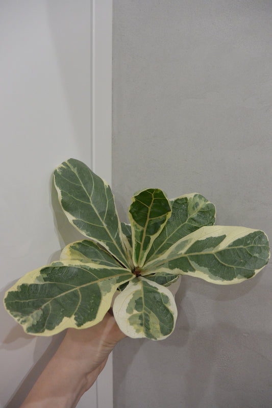 ficus lyrata variegated