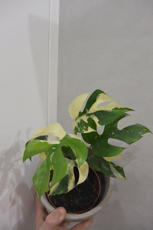 rhaphidophora tetrasperma variegate