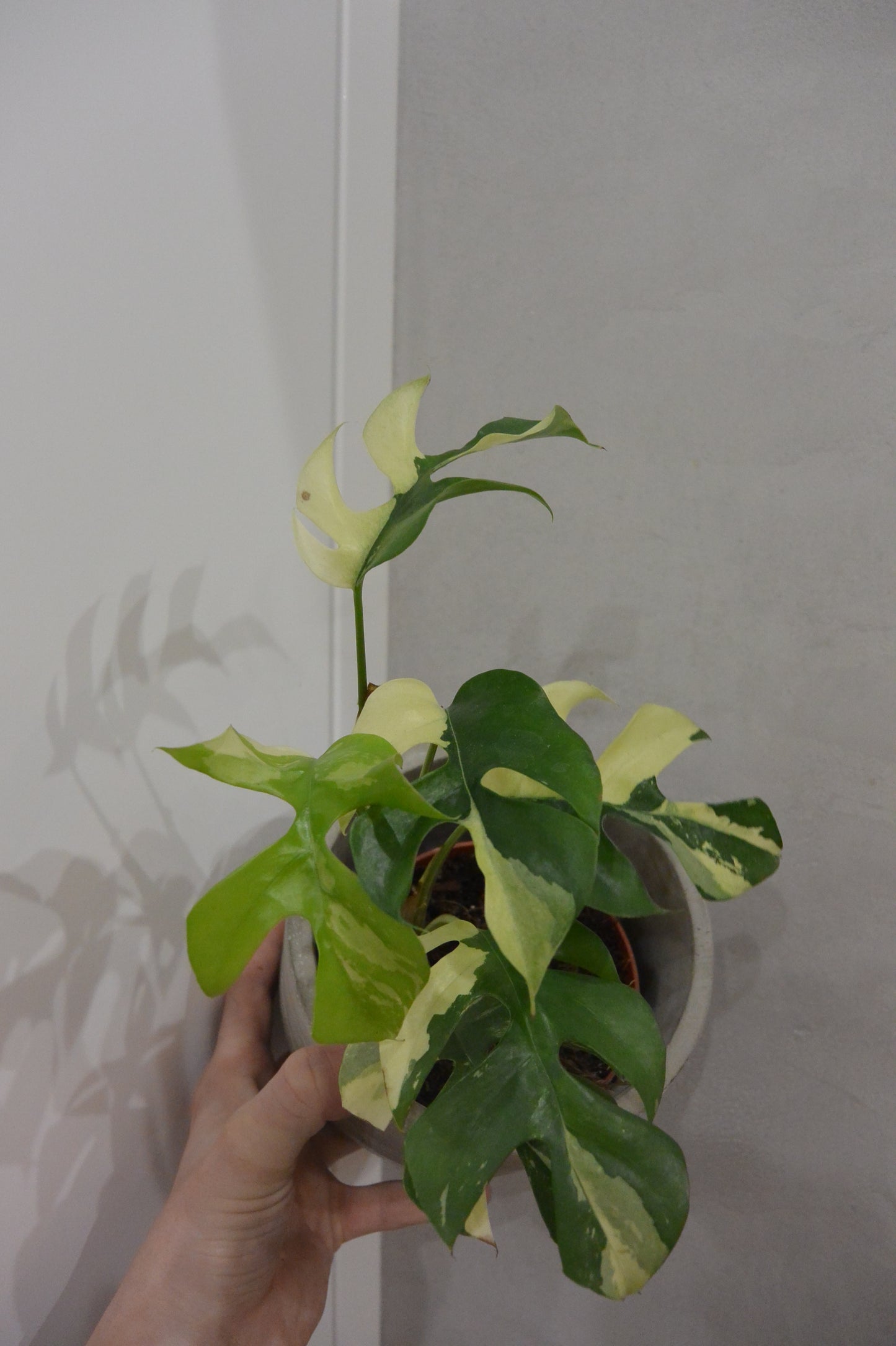 rhaphidophora tetrasperma variegate