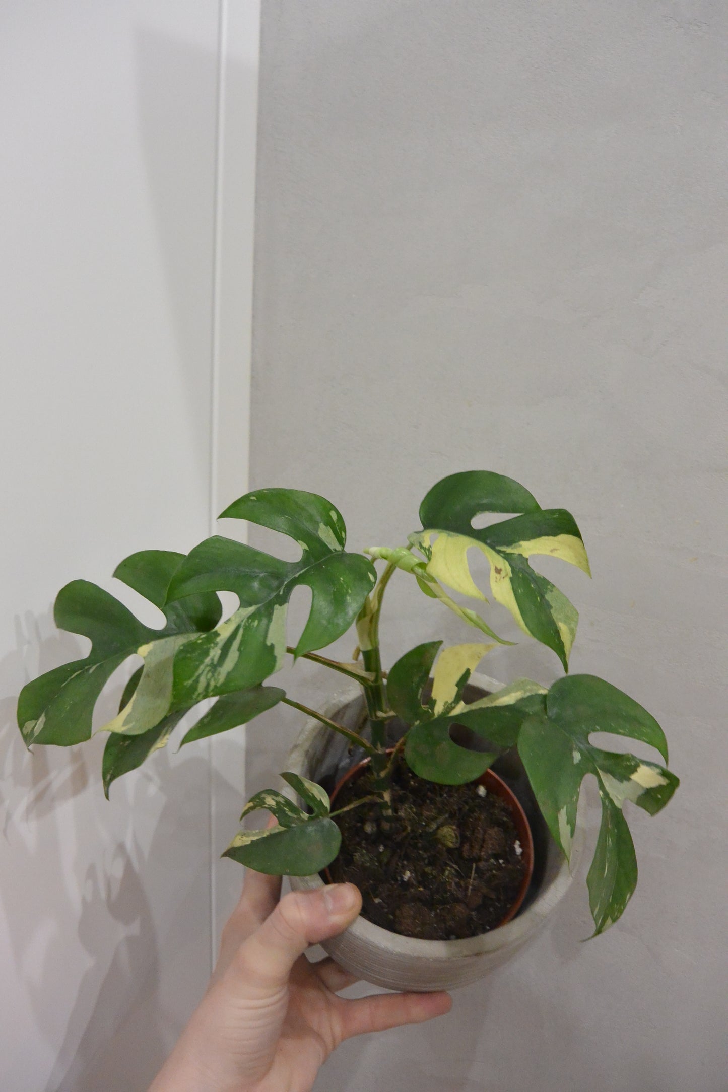 rhaphidophora tetrasperma variegate