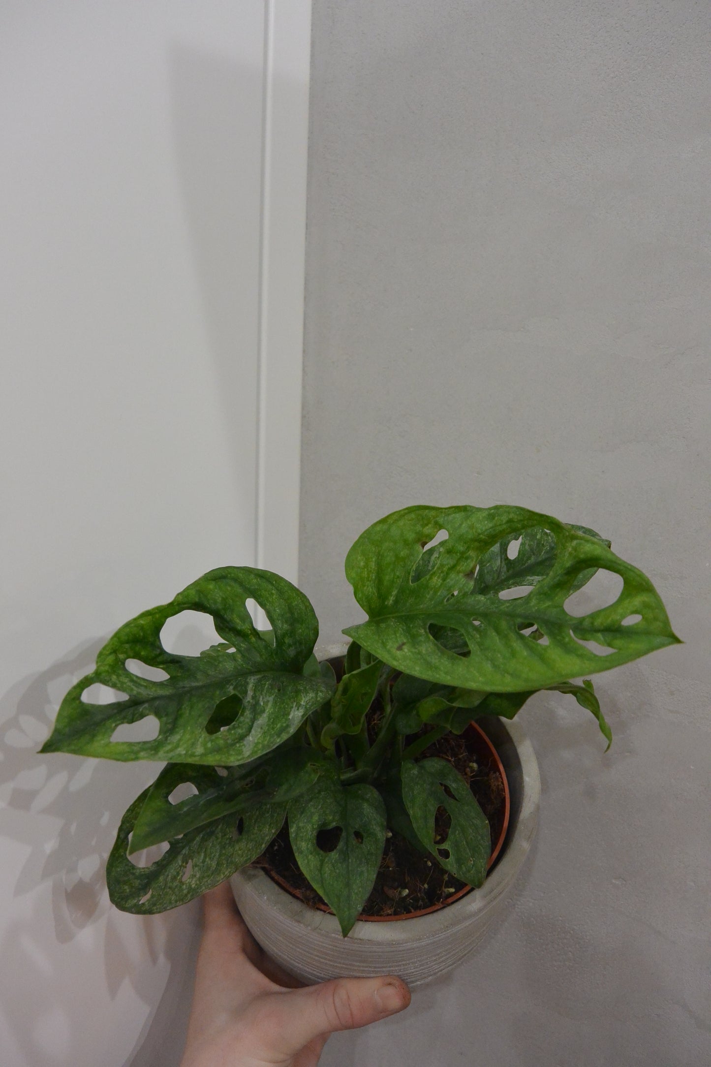 Monstera adansonii mint