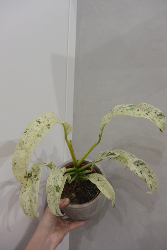 rhaphidophora puberula variegata