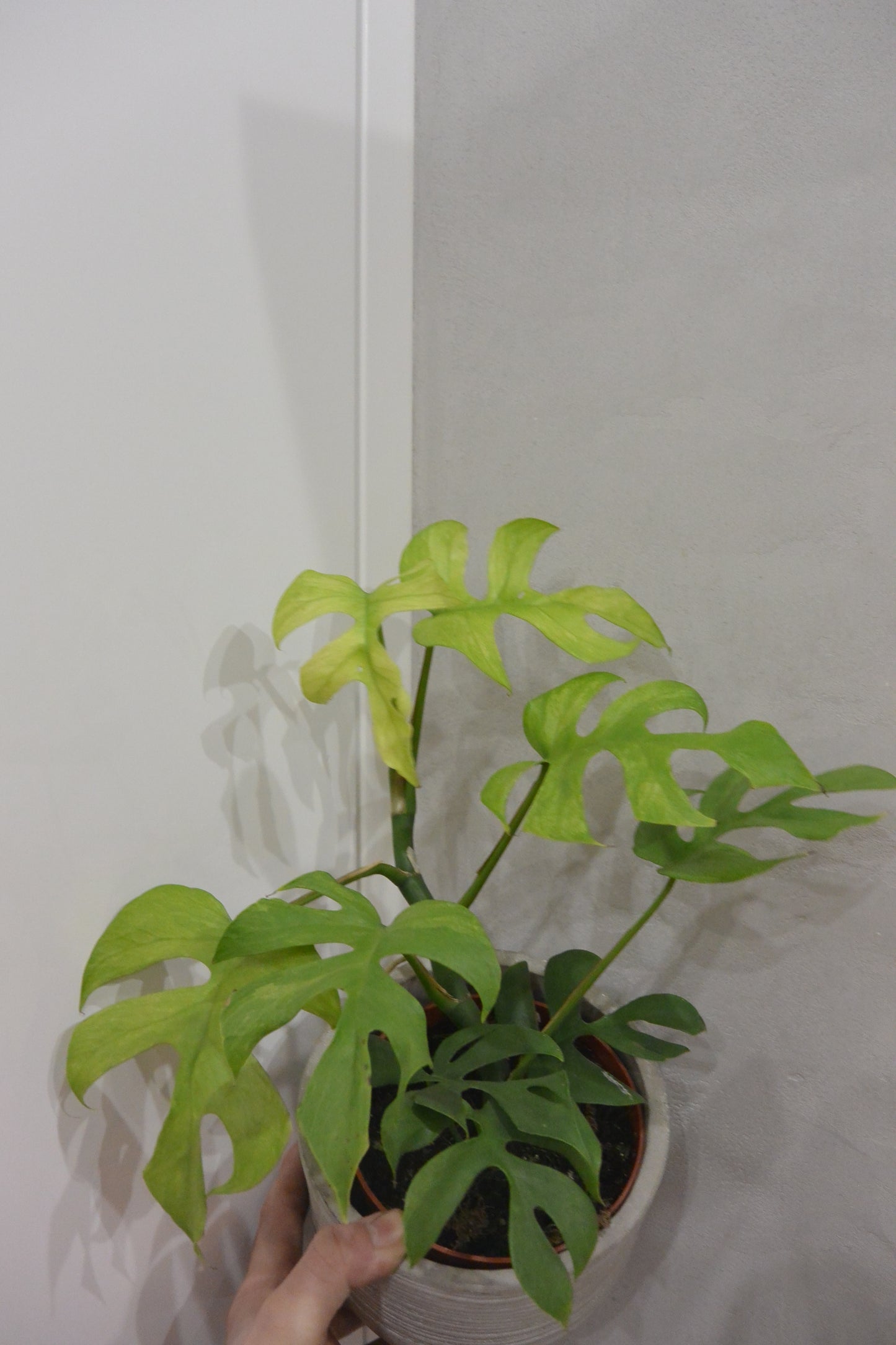 rhaphidophora tetrasperma goldrush