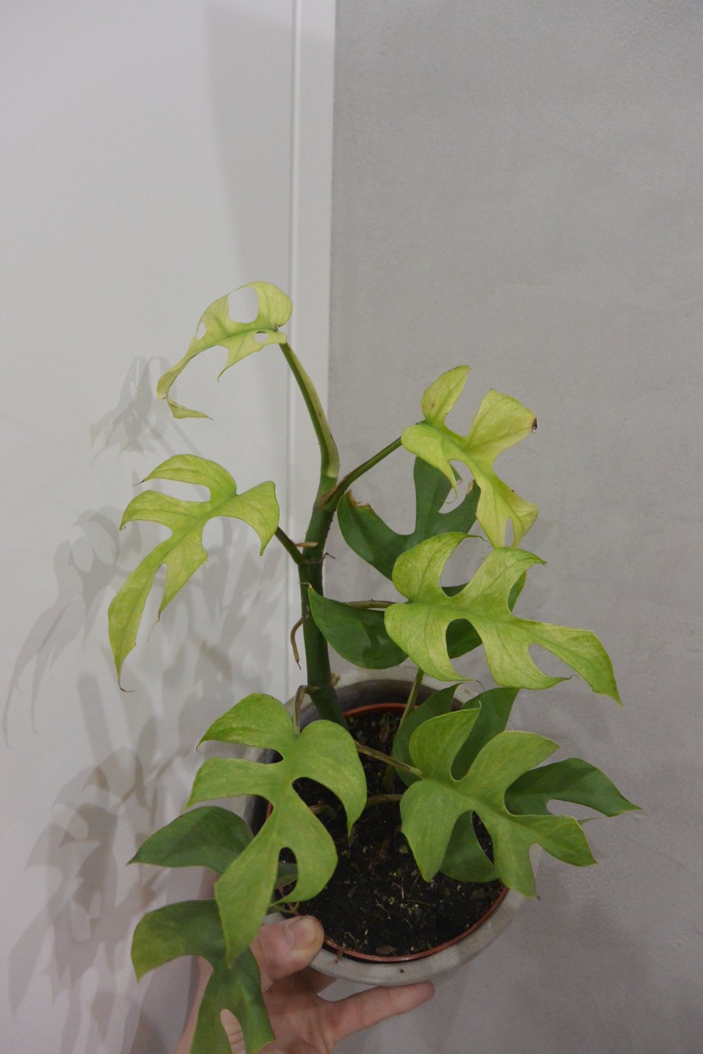 rhaphidophora tetrasperma goldrush