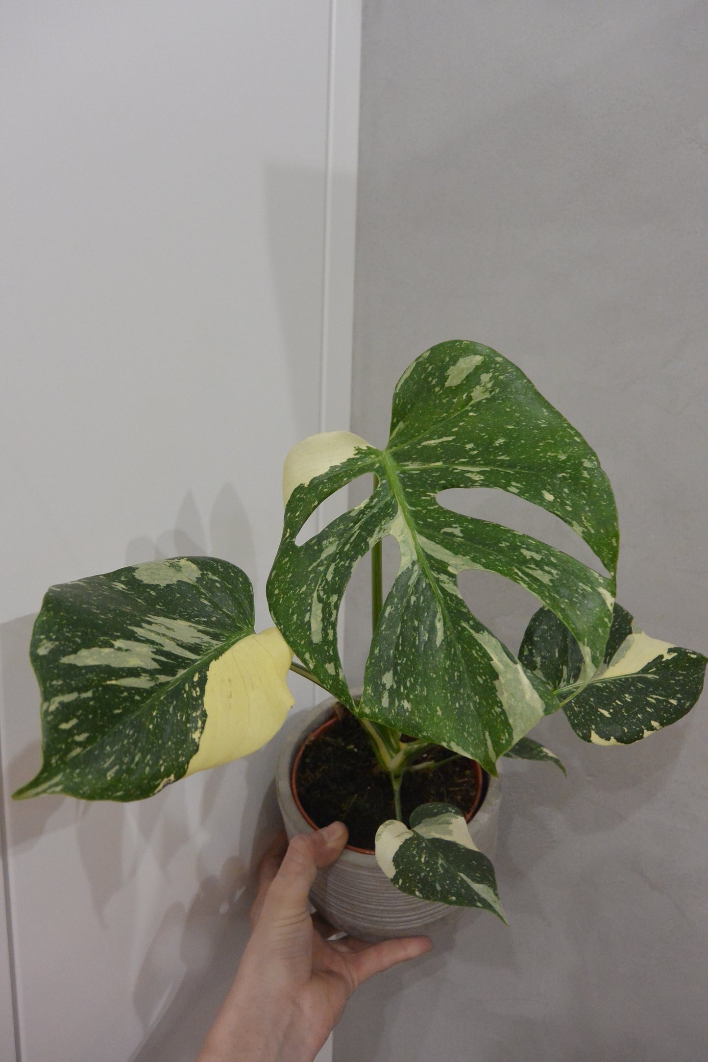 Monstera thai constellation