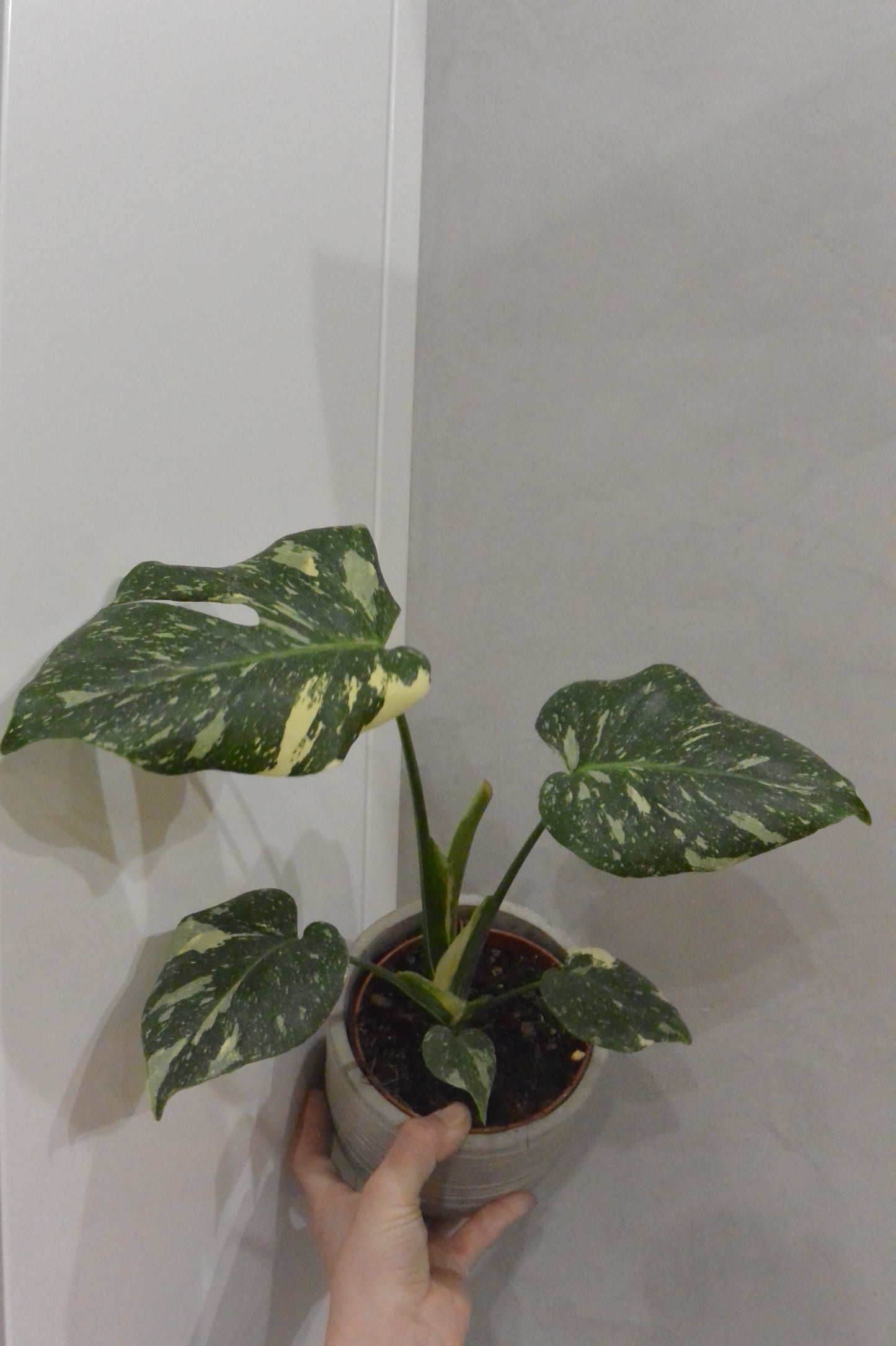 Monstera thai constellation