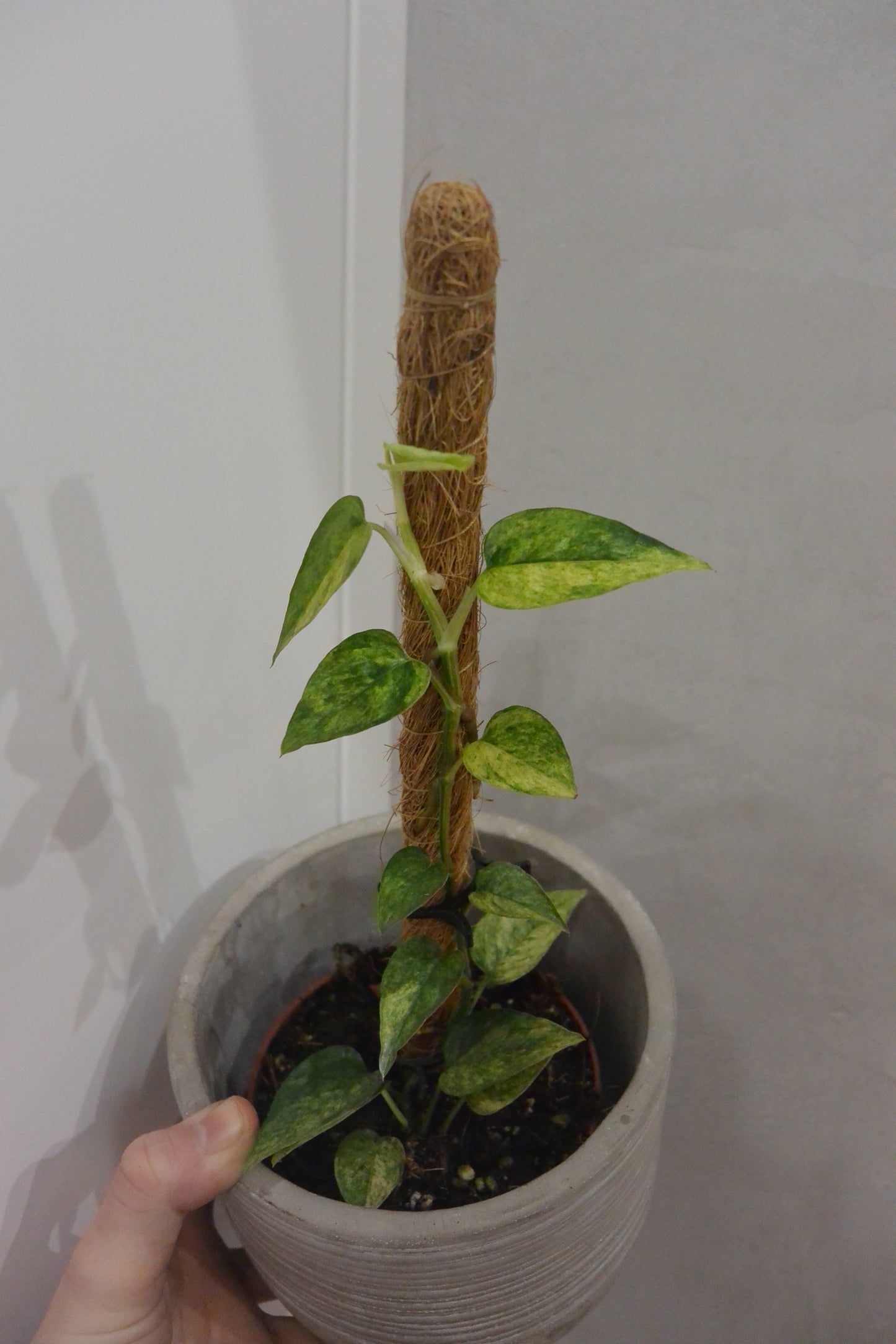 Epipremnum pinnatum 'Yellow Mint'